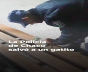 [CHACO] Polica le salv la vida a un gatito hacindole RCP from la vida a vela cadaques