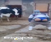 آموزش حشری کردن گاو شهریه ماهی ۲۰۰ تومن در شهر قزوین میدان جقی آباد سر کوچه‌ی شهید کف‌دستی from کردن کوس دخترشیطون