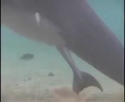 Birth of a Dolfin from dolfin