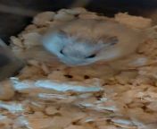 my mom&#39;s hamster appears to be hiccuping and standing upright while bobbing his head (more info in the comments) from homemade couple fuck standing position while bath mp4