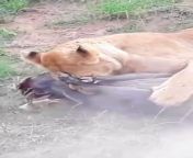 Electronic Music Background No Known Information. Source: Today on Telegram t.me/tomboysExist11. Video description: Lion Brings Down Wild Pig (no blood, nature video with scene of death) from geeta kapoor xxx video ane lion xx