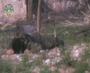 Ahrar al-Sham militants in close quarter combat, Syria, Damascus 2015 from sham porn in