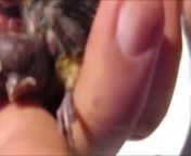 Removing Botfly from small bird&#39;s from shy removing