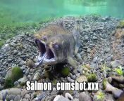 Salmon cumshot compilation from cumshot compilation liza rove