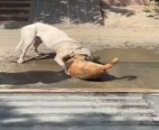 Pitbull kills stray dog ??in front of Owner in Noida from noida mnc enjoying m