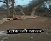 Desi Daru vs Jungle ki Sherni from desi skuntla bahbi mp ki sxy
