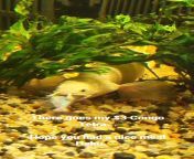 underestimated the mouth size of my bichir... rip Congo Tetra from xvideo mp4 size 28 4comww hd rip balat kar sex xxx video