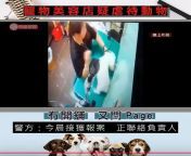 Disturbing footage which went viral online shows a employee at a pet care shop in Tai Po abusing dogs by hitting, caning and kicking them. The shop says the woman was not their boss and that she&#39;s since been fired. from 宁国办高仿高中毕业证☀️办理网zhengjian shop☀️ 哪里买宁国办高仿高中毕业证🔵办证网zhengjian shop🔵 榆林宁国办高仿高中毕业证哪里有 哪里办宁国办高仿高中毕业证vg