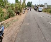Wild Boar got out of control as people started throwing stones and sticks to it. from boar