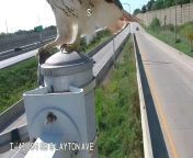 Hawk lands in front of camera and eats rat it just caught. from nude show infornt of camera mp4