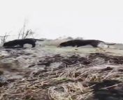 The wetlands of Eastern Ukraine hold some grizzly scenes after Russian advances have been halted, with nobody collecting the KIA from kia sportage
